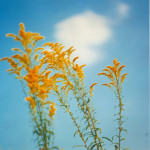 goldenrod